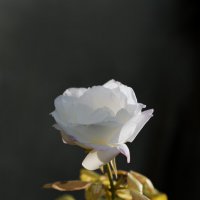 Любовь сильнее времени... :: Валерий Басыров