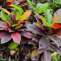 Яркие краски :: Grishkov S.M.