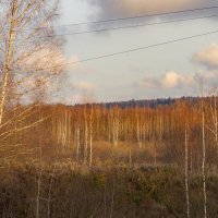 березы :: fogmeadowww m