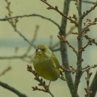 Зеленушка прилетела из леса... :: Юрий Куликов