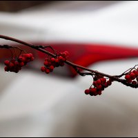 Дождливо :: Сергей Премонишын