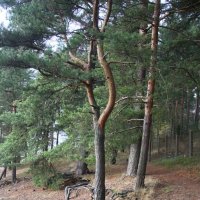 Репино :: Наталья Герасимова