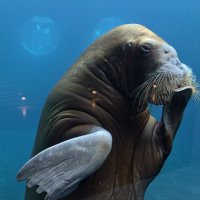 Морж :: <<< Наташа >>>