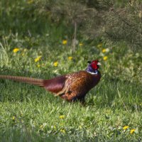 Фазан. :: Александр 