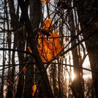 Нежимся под лучами осеннего солнышка :: Светлана Никитина Нежимся под лучами осеннего солнышка :: Светлана Никитина