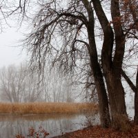 Ноябрь :: Олегъ Петрович