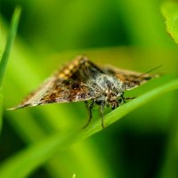 опять про бабочек...21 :: Александр Прокудин