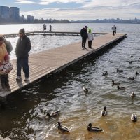 Кормление уточек - любимое занятие :: Татьяна Машошина