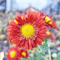 Ноябрьские цветы :: Константин Штарк