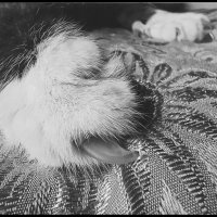 Зацепился... :: Руслан 