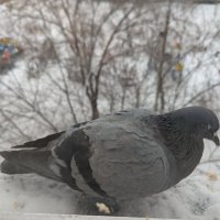 Голубок прилетел... :: Андрей Хлопонин