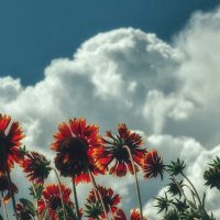 Цветы жизни :: Сергей В