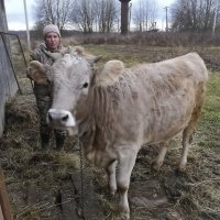 Встреча с бычком :: Ольга Довженко