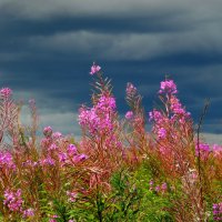 Непогода и кипрей. :: nadyasilyuk Вознюк Непогода и кипрей. :: nadyasilyuk Вознюк