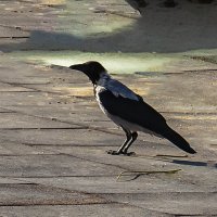 Ворона :: Анатолий Чикчирный Ворона :: Анатолий Чикчирный