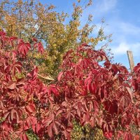 прекрасный октябрь :: Елена Шаламова