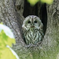 серая неясыть.молодая. :: юрий макаров