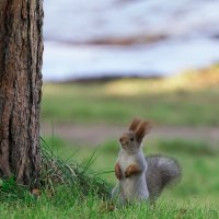 Беличья осень :: Вячеслав Алтай Беличья осень :: Вячеслав Алтай