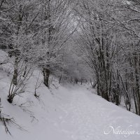 Природа Крыма :: Amazing Cosmea