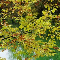 Картинки осени :: Рита Симонова