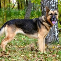 *** :: Андрей Л. В.