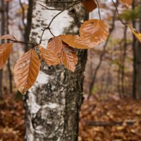 Березовый лист. :: Lucy Schneider Березовый лист. :: Lucy Schneider