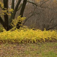 Осень "хороводит"... :: Алекс Б-в