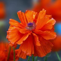 Мак атлантический. :: Светлана Ищенко