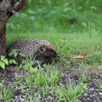 Первый осенний лист... :: Татьяна Глинская