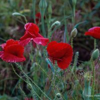 Мак дикий. :: Светлана Ищенко