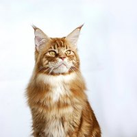 Мейн-кун :: Светлана Ищенко