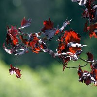 Утром... :: Татьяна Львова