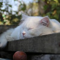 Безмятежность. :: Екатерина Леш