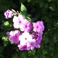 Флоксы :: Freddy 97