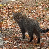 ** :: Зоя Мишина