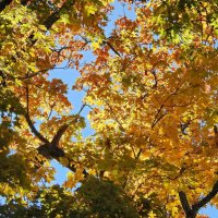 краски осени :: ИННА ПОРОХОВА