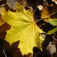 Hоябрь :: rimgis 