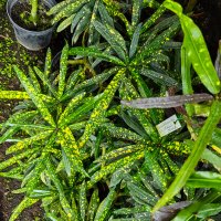 Такой от природы :: Grishkov S.M.