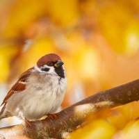 Воробушек :: Alex Bush