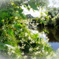 Ломонос виргинский :: fogmeadowww m