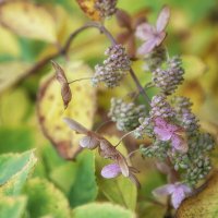 Серия " Осенние акварели". :: Лилия * Серия " Осенние акварели". :: Лилия *