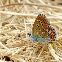опять про бабочек...29 :: Александр Прокудин