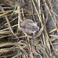 Малыш :: Ольга Савельева 