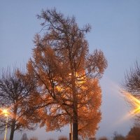 Осень :: Сапсан 