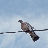 Дикий лесной голубь - вяхирь. :: Светлана Ищенко