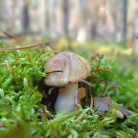 Масленок :: Ирина *