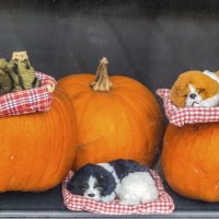 За стеклом витрины :: Валерий Иванович