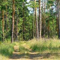 Караканский бор :: Дмитрий Конев Караканский бор :: Дмитрий Конев