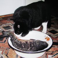 Я тоже рыбки хочу :: Людмила Смородинская Я тоже рыбки хочу :: Людмила Смородинская