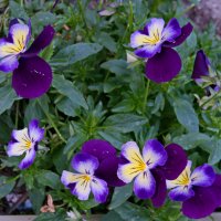 Фиалки сентября. :: сергей ермошкин